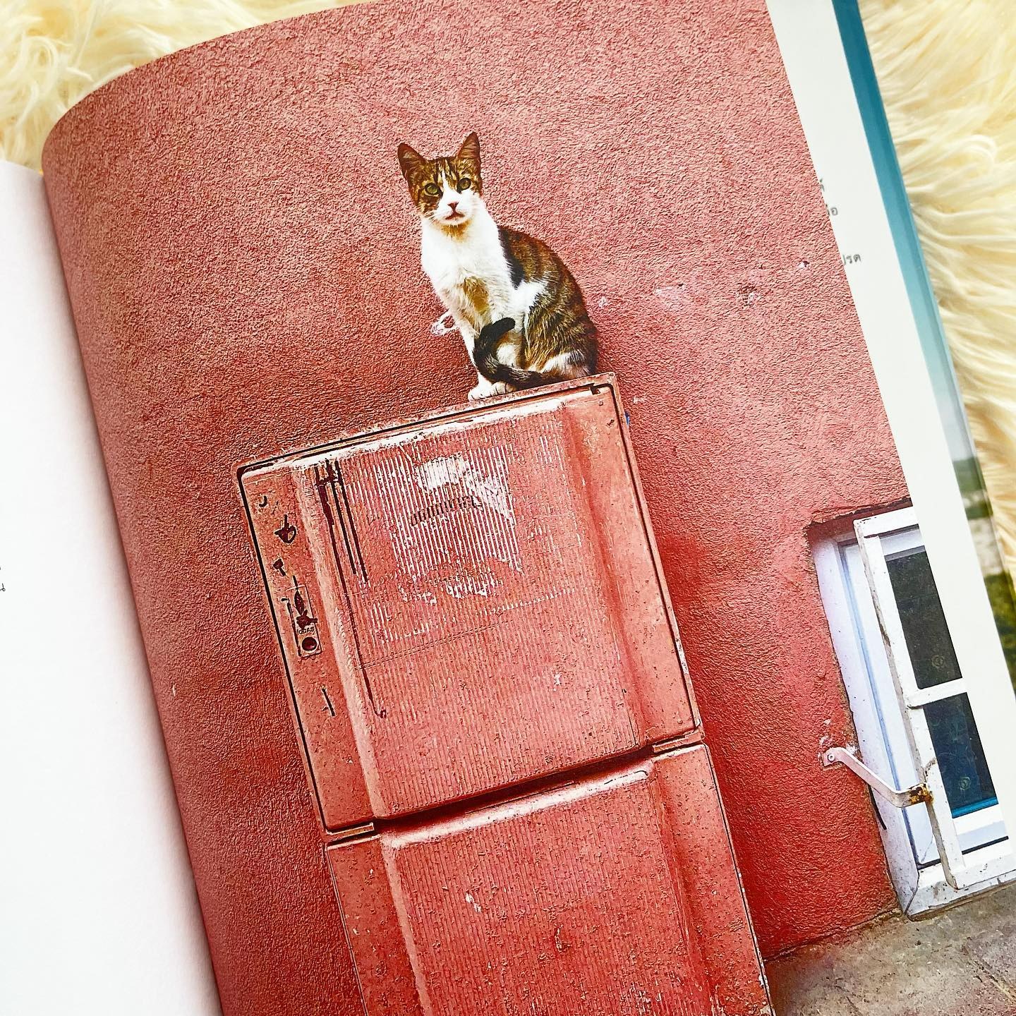 Accidentally Wes Anderson รูปที่ 8