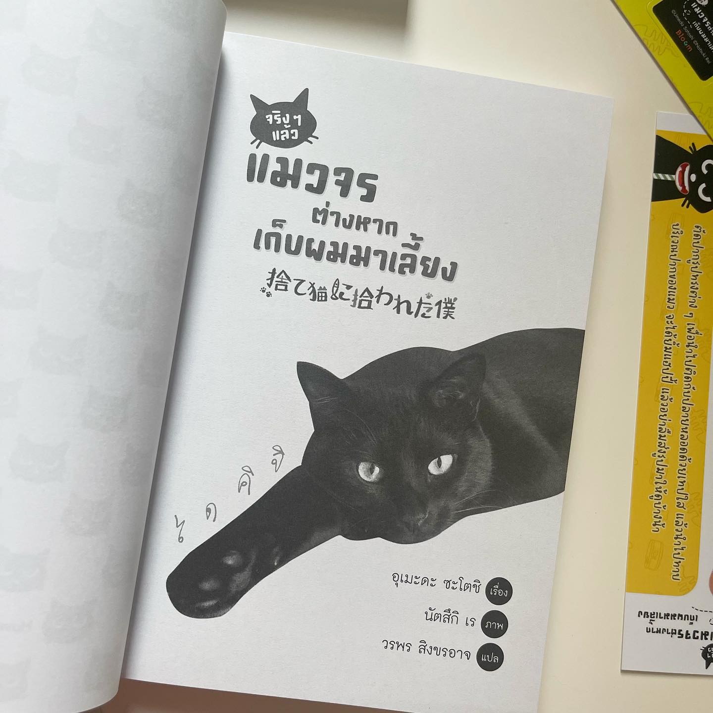 จริง ๆ แล้วแมวจรต่างหากเก็บผมมาเลี้ยง รูปที่ 2