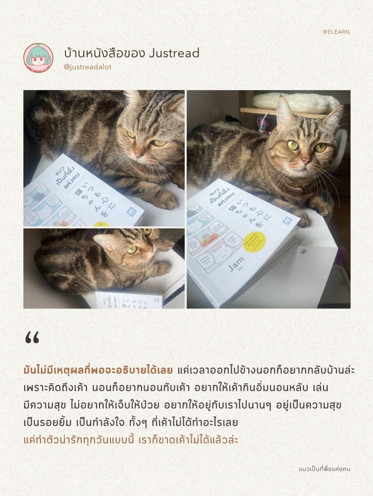 แมวเป็นที่พึ่งแห่งคน รูปที่ 5