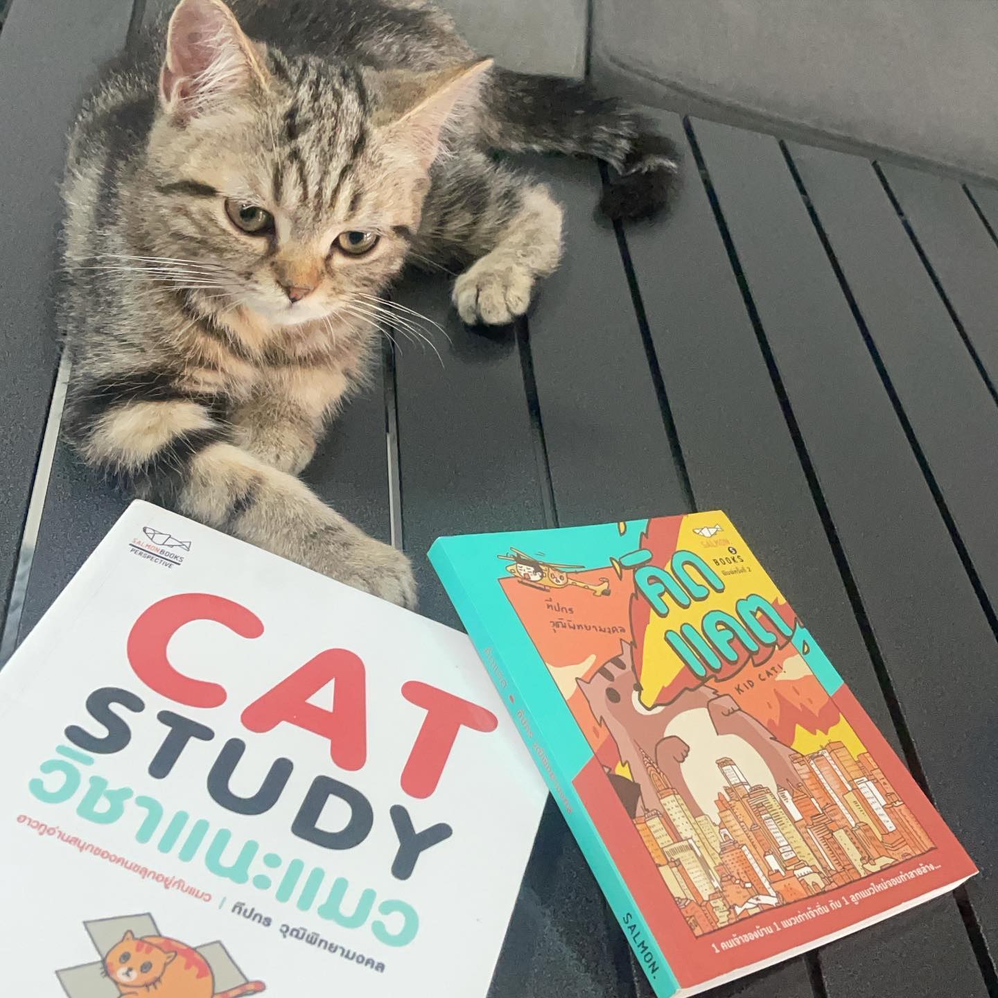 CAT STUDY วิชาแนะแมว รูปที่ 1