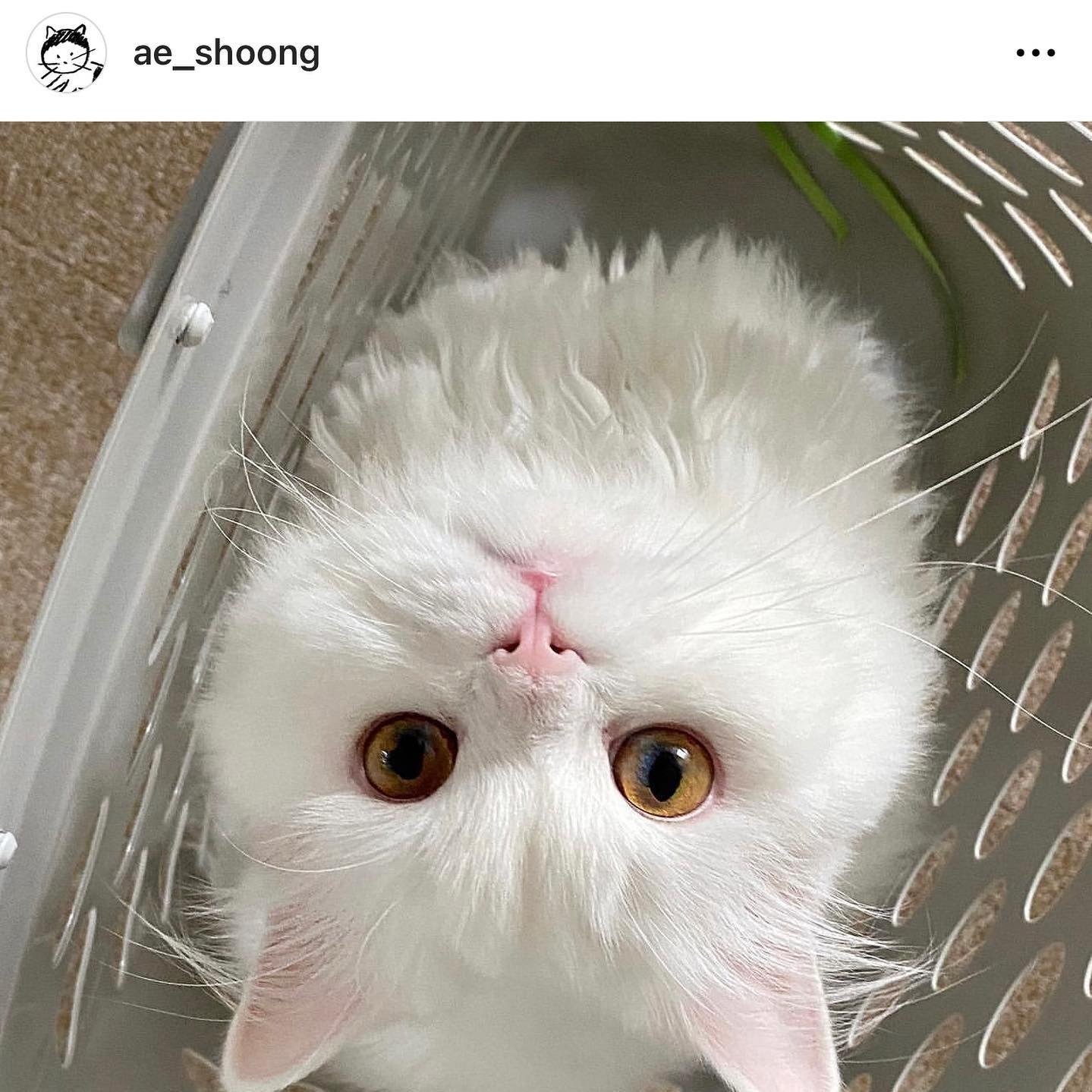 แมวและฉันในวันธรรมดา รูปที่ 10