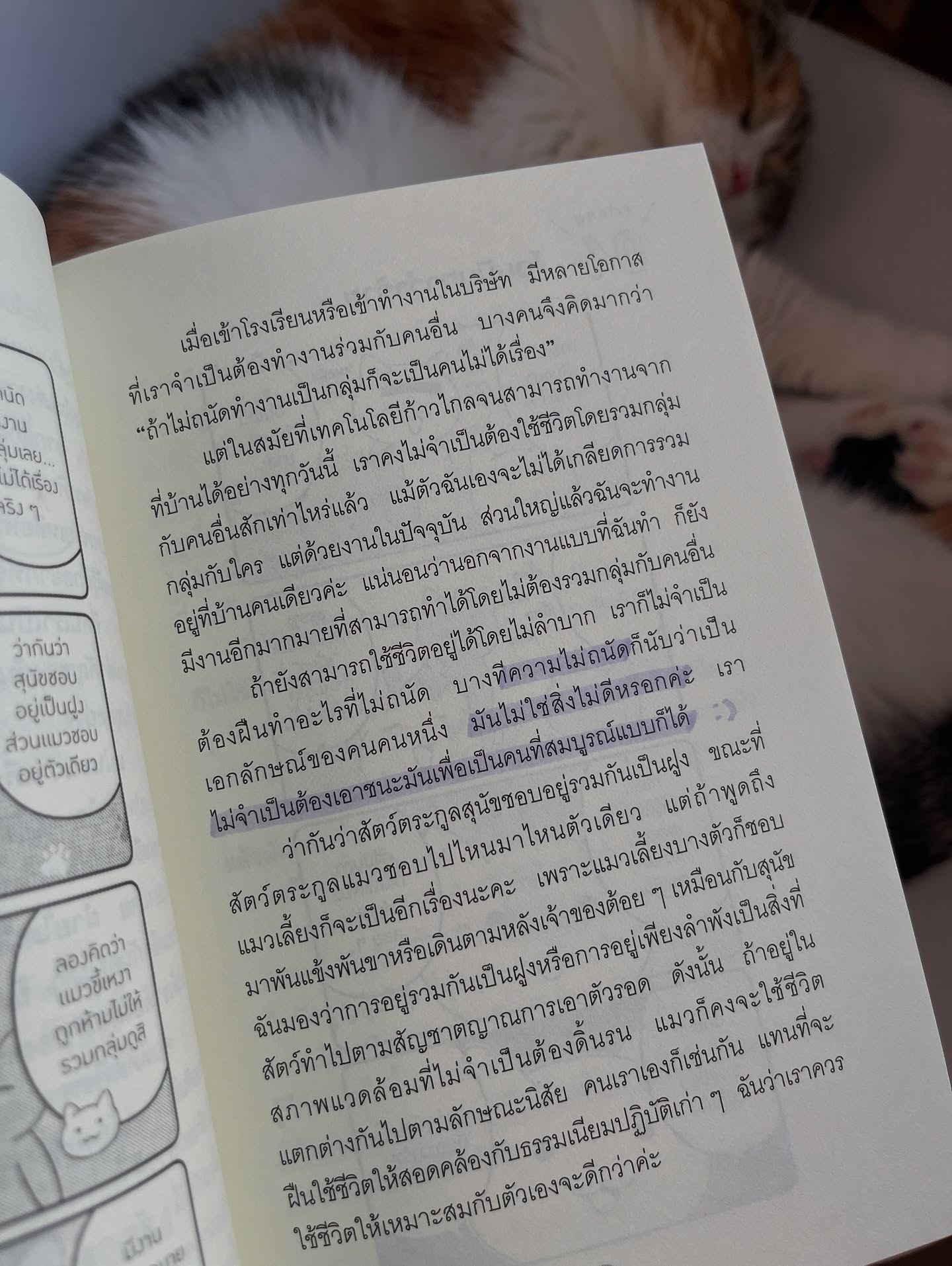แมวเป็นที่พึ่งแห่งคน รูปที่ 2