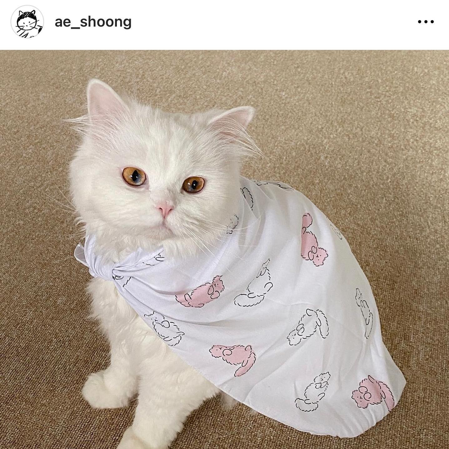 แมวและฉันในวันธรรมดา รูปที่ 9