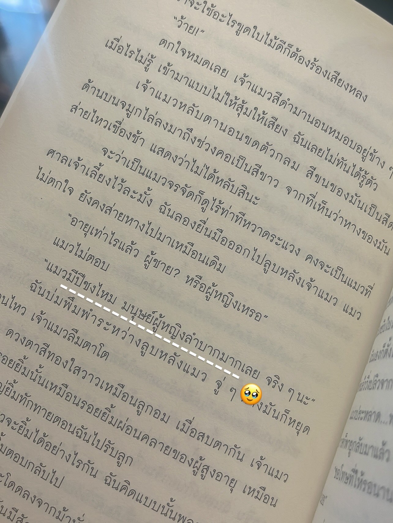 แมวปริศนากับใบไม้แห่งคำทำนาย รูปที่ 6