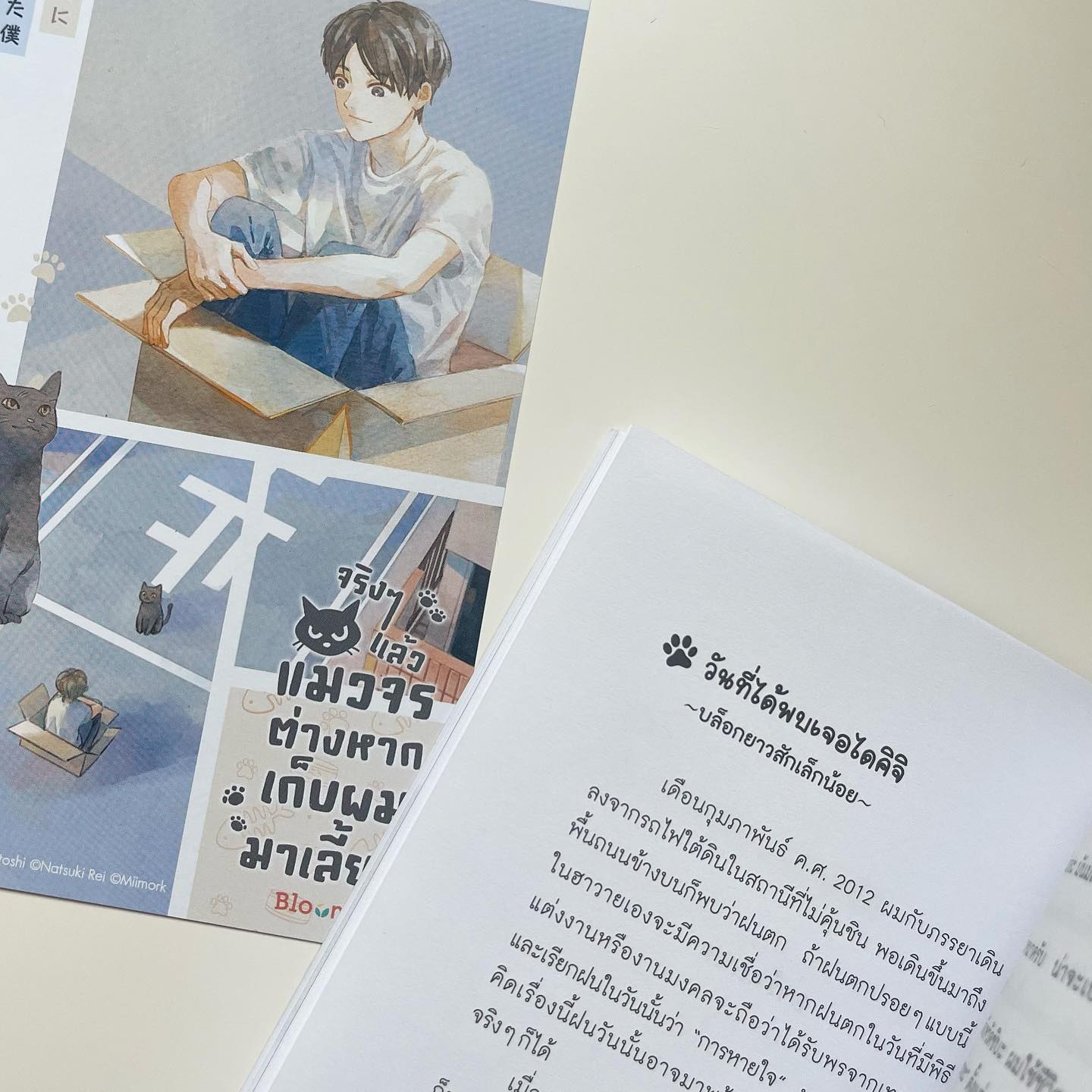 จริง ๆ แล้วแมวจรต่างหากเก็บผมมาเลี้ยง รูปที่ 4