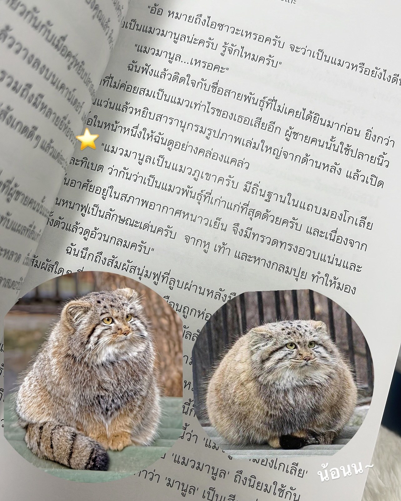 แมวหมอดูผู้ทำนายมั่ว ๆ แห่งคาเฟมาร์เนิล รูปที่ 5